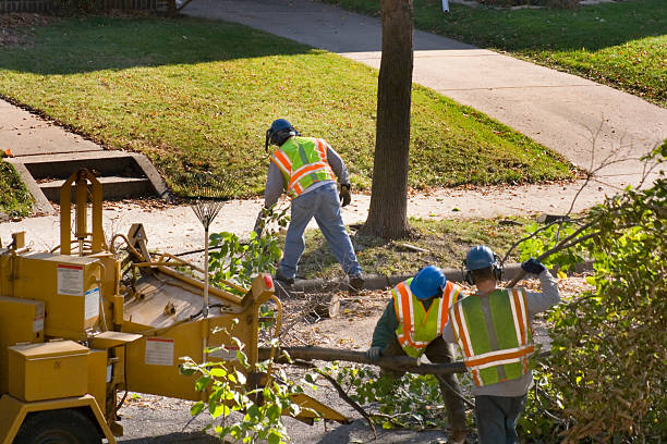 Best Tree Removal Services  in Ashland, VA